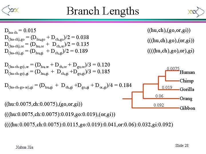 Branch Lengths Dhu-ch = 0. 015 D(hu-ch), go = (Dhu, go + Dch, go)/2