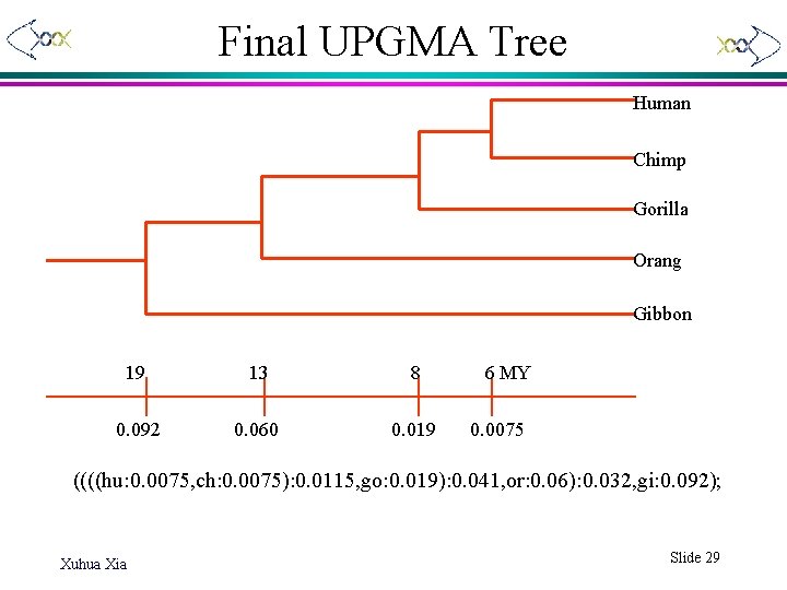 Final UPGMA Tree Human Chimp Gorilla Orang Gibbon 19 13 8 0. 092 0.