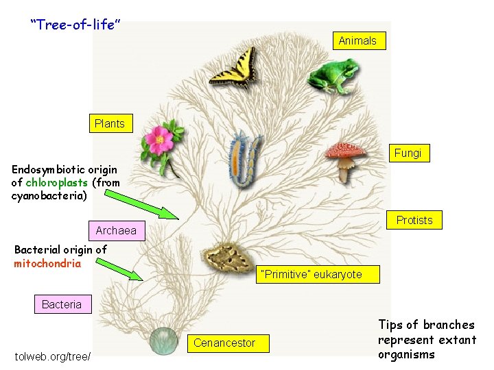 “Tree-of-life” Animals Plants Fungi Endosymbiotic origin of chloroplasts (from cyanobacteria) Protists Archaea Bacterial origin