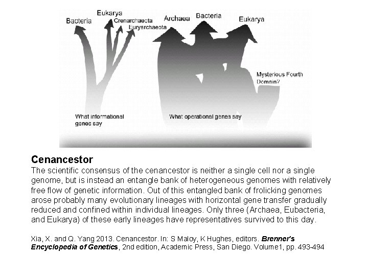 Cenancestor The scientific consensus of the cenancestor is neither a single cell nor a