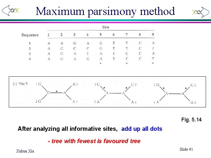 Maximum parsimony method Fig. 5. 14 After analyzing all informative sites, add up all