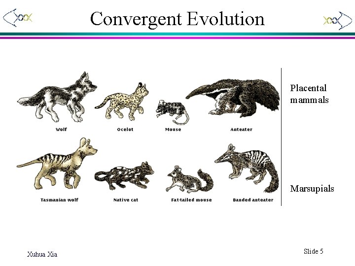 Convergent Evolution Placental mammals Marsupials Xuhua Xia Slide 5 