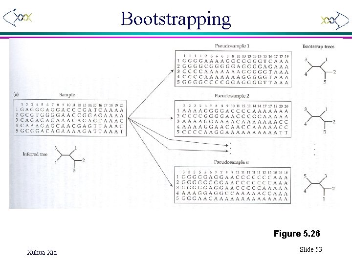 Bootstrapping Figure 5. 26 Xuhua Xia Slide 53 