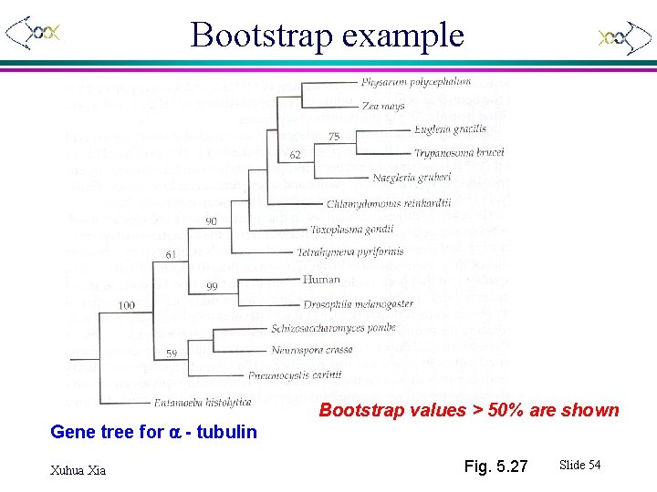 Bootstrap example Gene tree for a - tubulin Xuhua Xia Bootstrap values > 50%
