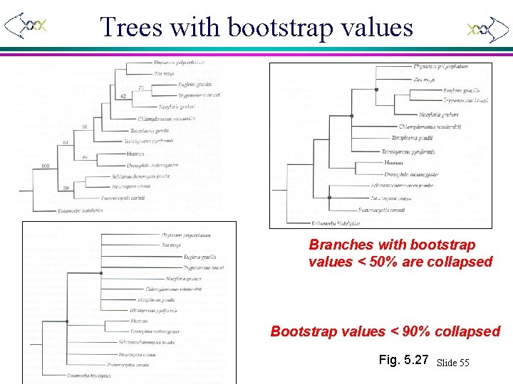 Trees with bootstrap values Branches with bootstrap values < 50% are collapsed Bootstrap values