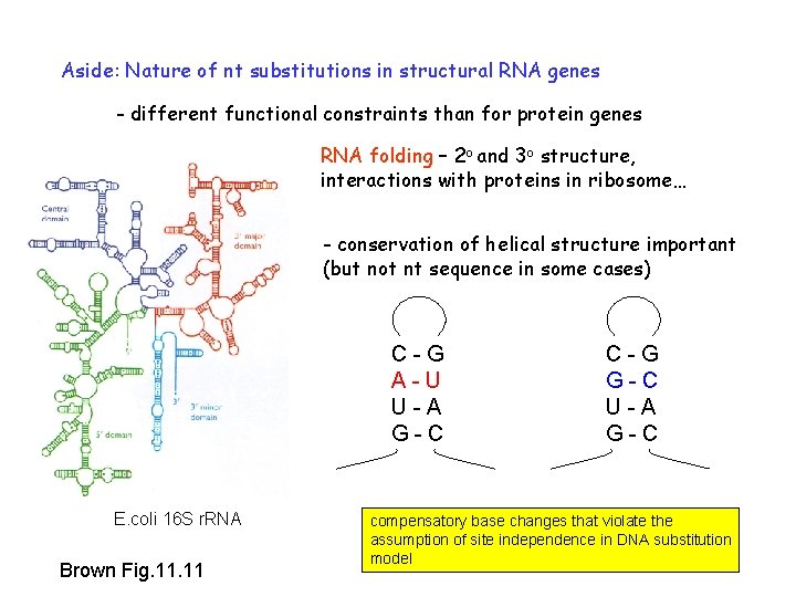 Aside: Nature of nt substitutions in structural RNA genes - different functional constraints than