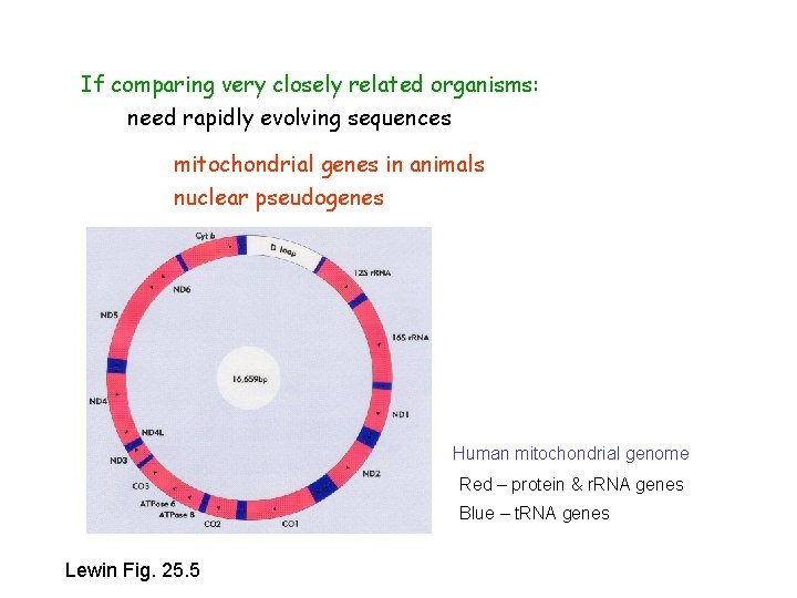 If comparing very closely related organisms: need rapidly evolving sequences mitochondrial genes in animals