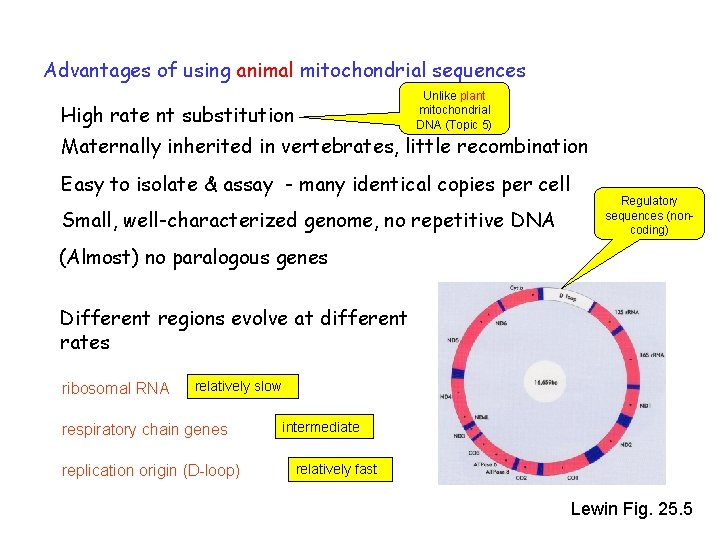 Advantages of using animal mitochondrial sequences Unlike plant mitochondrial DNA (Topic 5) High rate