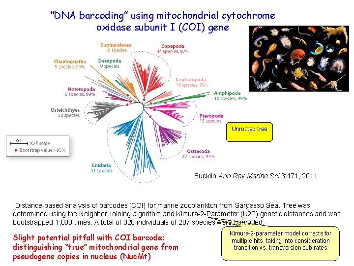 “DNA barcoding” using mitochondrial cytochrome oxidase subunit I (COI) gene Unrooted tree Bucklin Ann