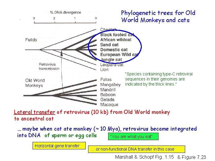 Phylogenetic trees for Old World Monkeys and cats “Species containing type-C retroviral sequences in