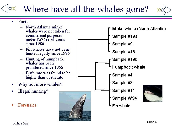 Where have all the whales gone? • Facts: – North Atlantic minke whales were
