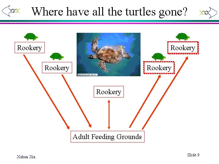 Where have all the turtles gone? Rookery Rookery Adult Feeding Grounds Xuhua Xia Slide