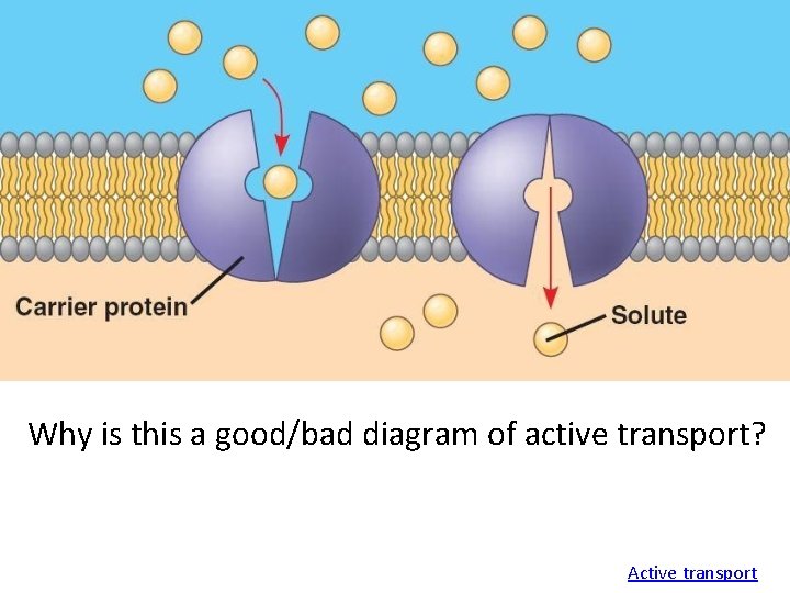 Why is this a good/bad diagram of active transport? Active transport 