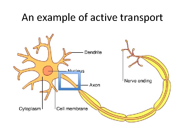 An example of active transport 