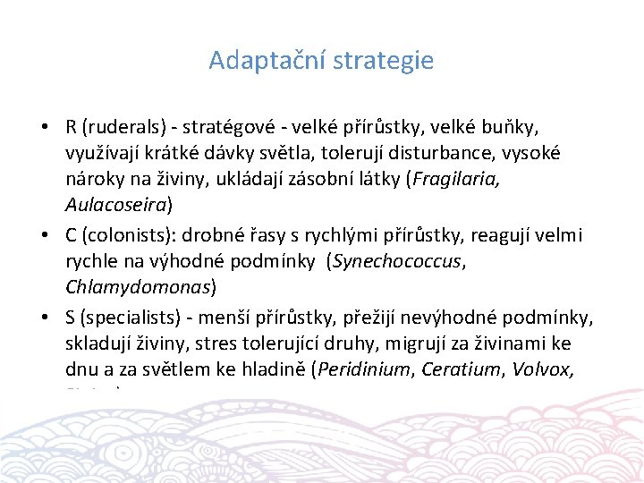 Adaptační strategie • R (ruderals) - stratégové - velké přírůstky, velké buňky, využívají krátké