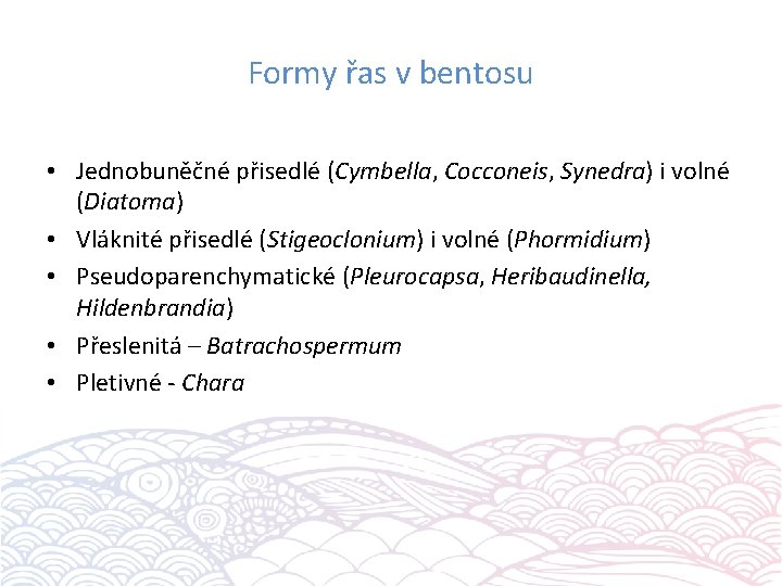 Formy řas v bentosu • Jednobuněčné přisedlé (Cymbella, Cocconeis, Synedra) i volné (Diatoma) •