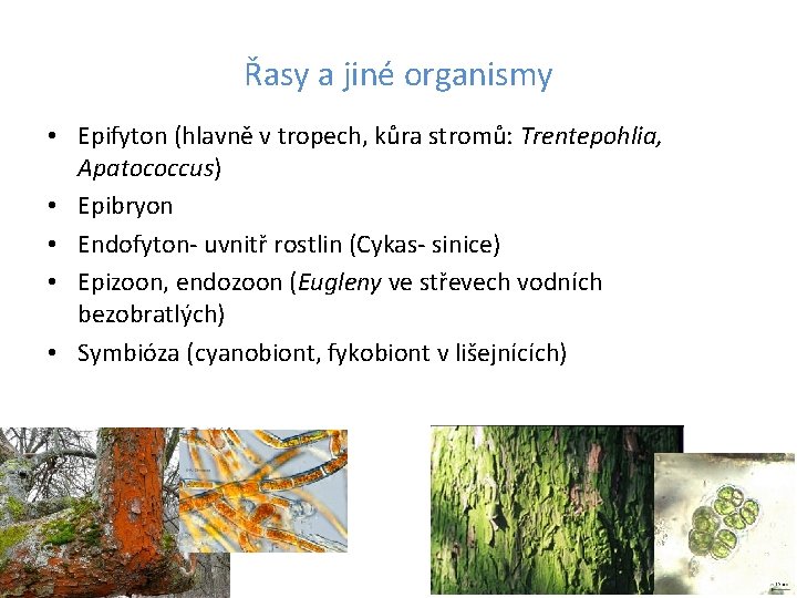 Řasy a jiné organismy • Epifyton (hlavně v tropech, kůra stromů: Trentepohlia, Apatococcus) •