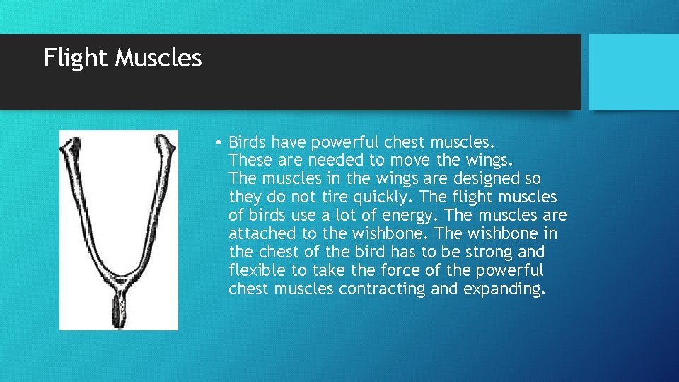 Flight Muscles • Birds have powerful chest muscles. These are needed to move the