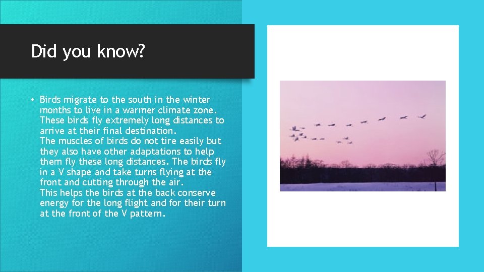 Did you know? • Birds migrate to the south in the winter months to