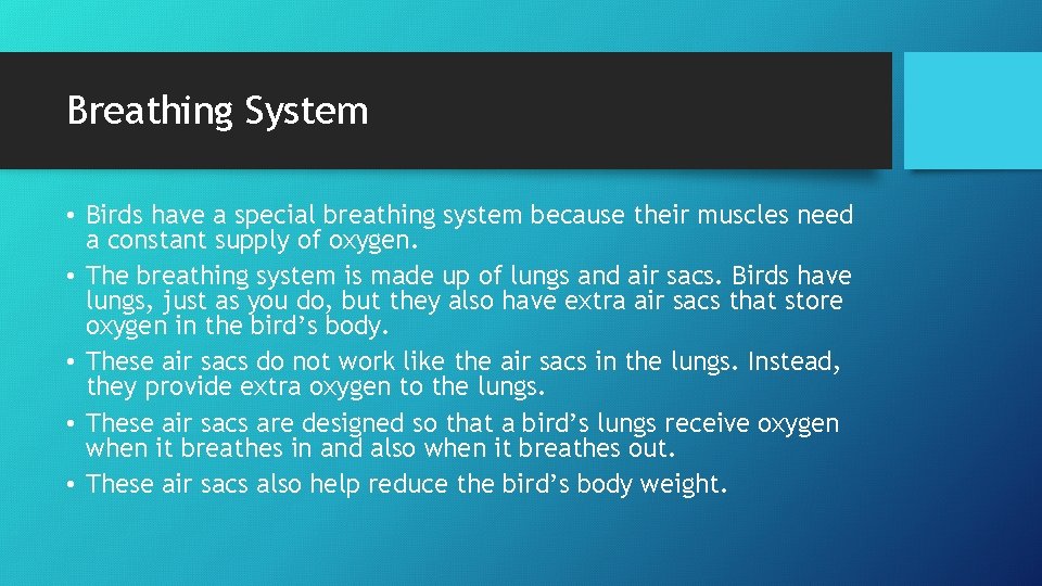 Breathing System • Birds have a special breathing system because their muscles need a