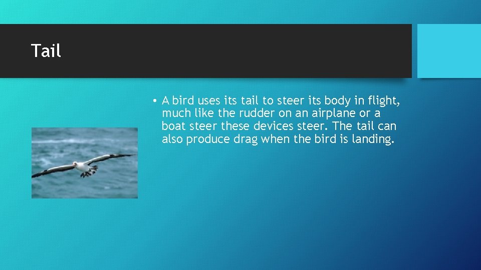 Tail • A bird uses its tail to steer its body in flight, much