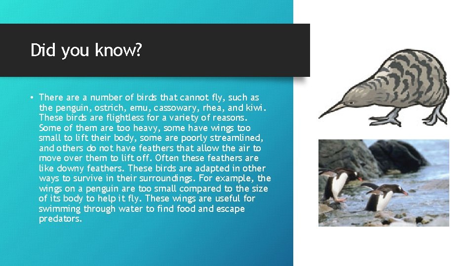 Did you know? • There a number of birds that cannot fly, such as