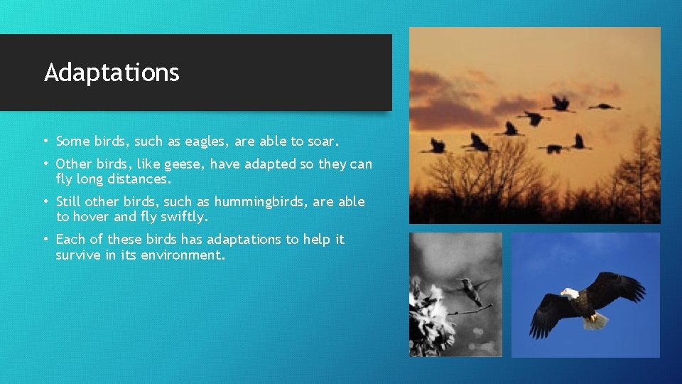 Adaptations • Some birds, such as eagles, are able to soar. • Other birds,