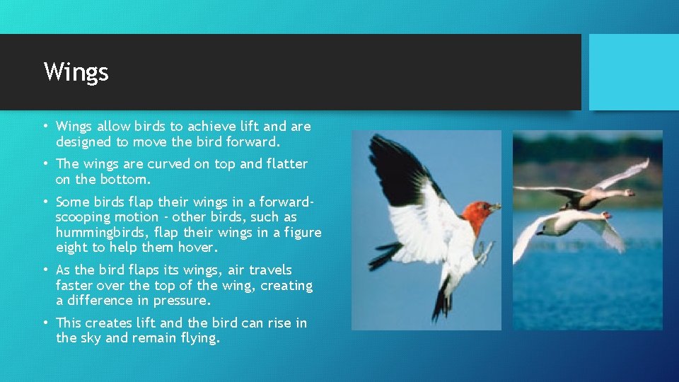 Wings • Wings allow birds to achieve lift and are designed to move the