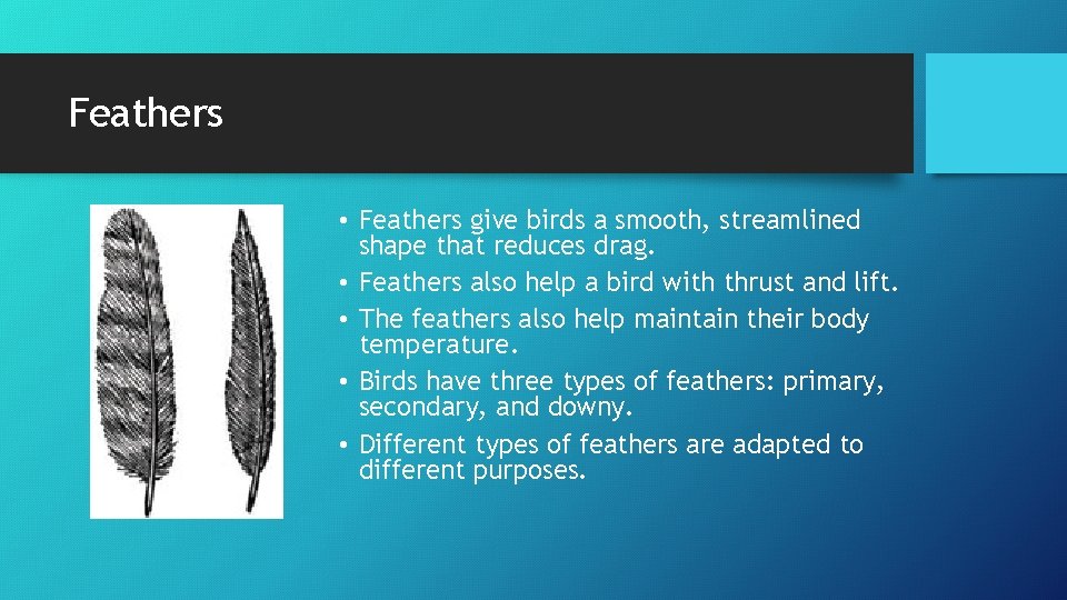 Feathers • Feathers give birds a smooth, streamlined shape that reduces drag. • Feathers