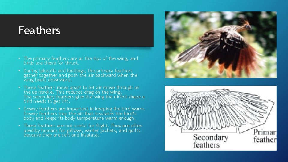 Feathers • The primary feathers are at the tips of the wing, and birds