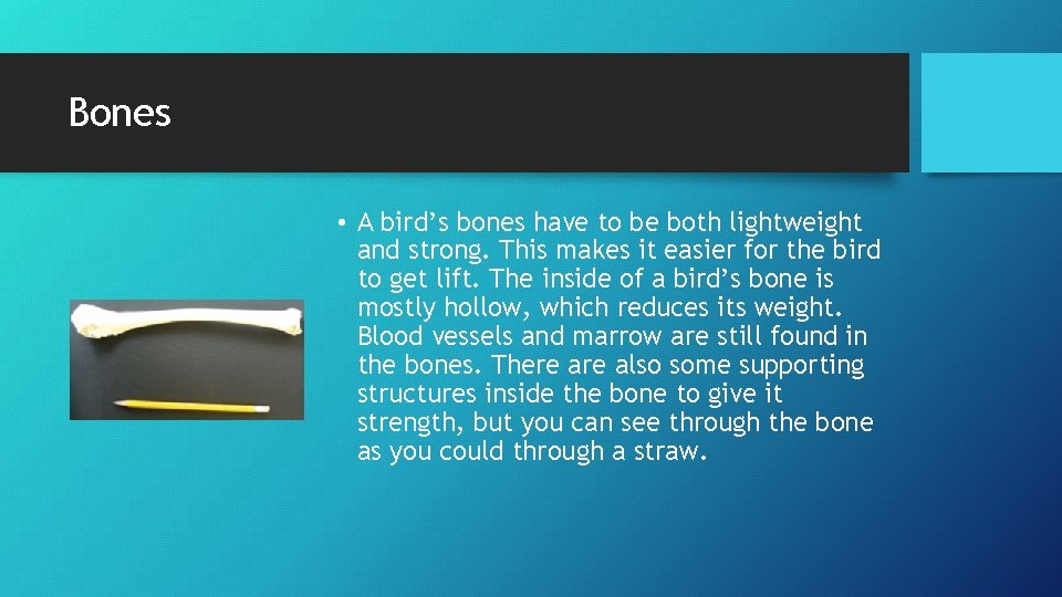 Bones • A bird’s bones have to be both lightweight and strong. This makes