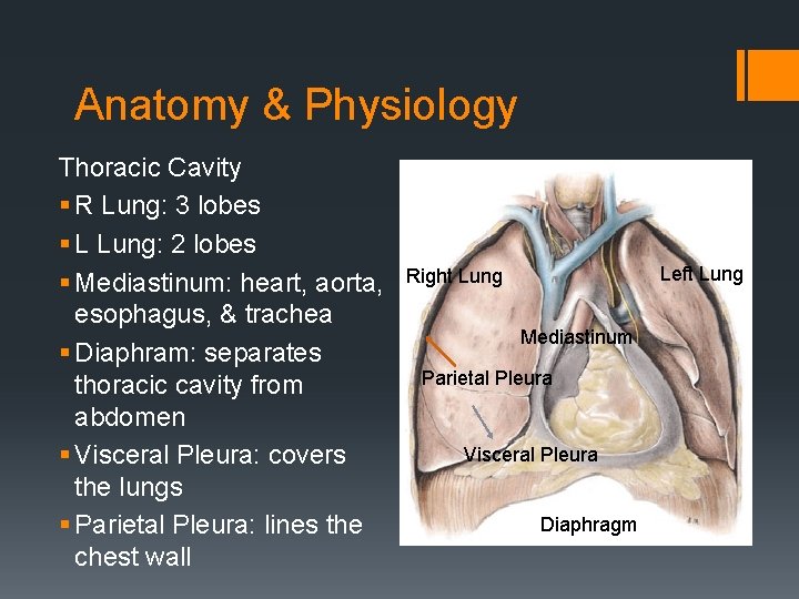 Anatomy & Physiology Thoracic Cavity § R Lung: 3 lobes § L Lung: 2