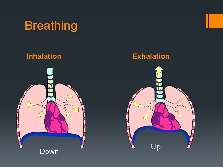 Breathing Inhalation Down Exhalation Up 