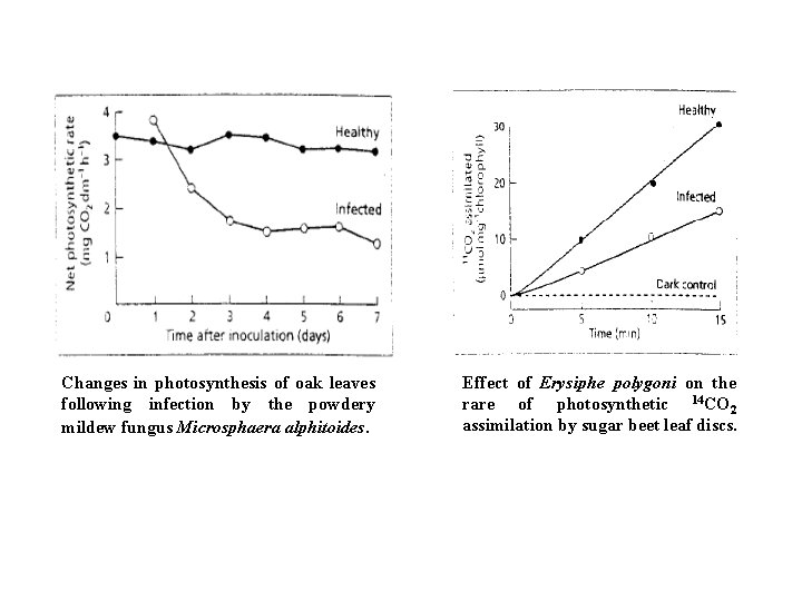 Changes in photosynthesis of oak leaves following infection by the powdery mildew fungus Microsphaera