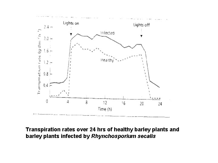 Transpiration rates over 24 hrs of healthy barley plants and barley plants infected by
