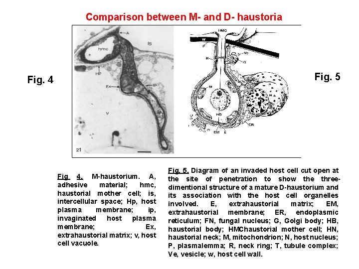 Comparison between M- and D- haustoria Fig. 5 Fig. 4 Fig 4. M-haustorium. A,