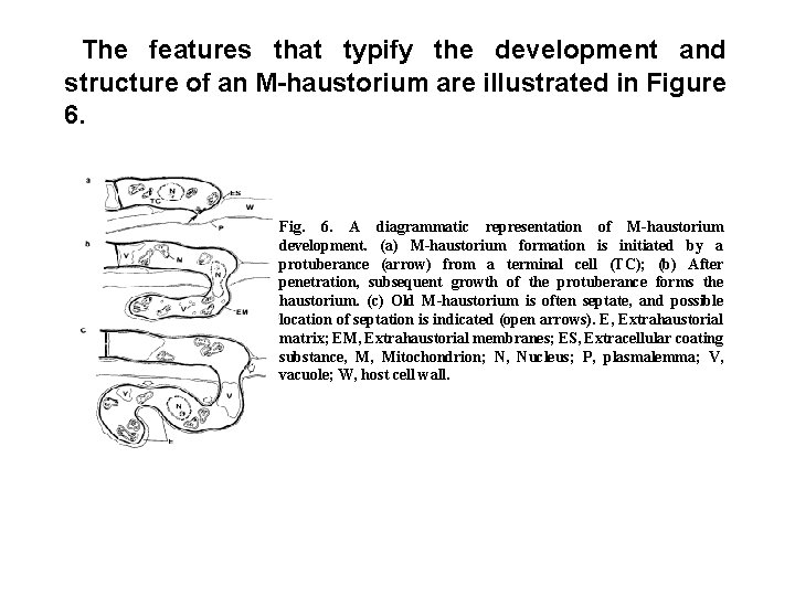 The features that typify the development and structure of an M-haustorium are illustrated in
