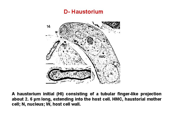D- Haustorium A haustorium initial (HI) consisting of a tubular finger-like projection about 2.