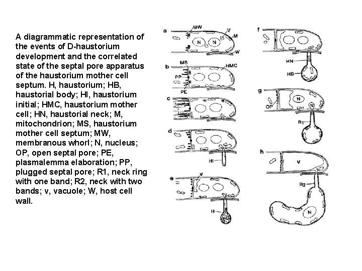 A diagrammatic representation of the events of D-haustorium development and the correlated state of