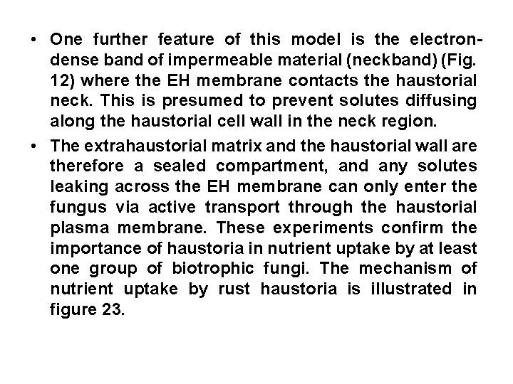  • One further feature of this model is the electrondense band of impermeable