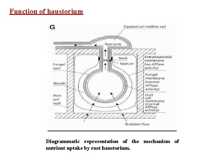 Function of haustorium Diagrammatic representation of the mechanism of nutrient uptake by rust haustorium.