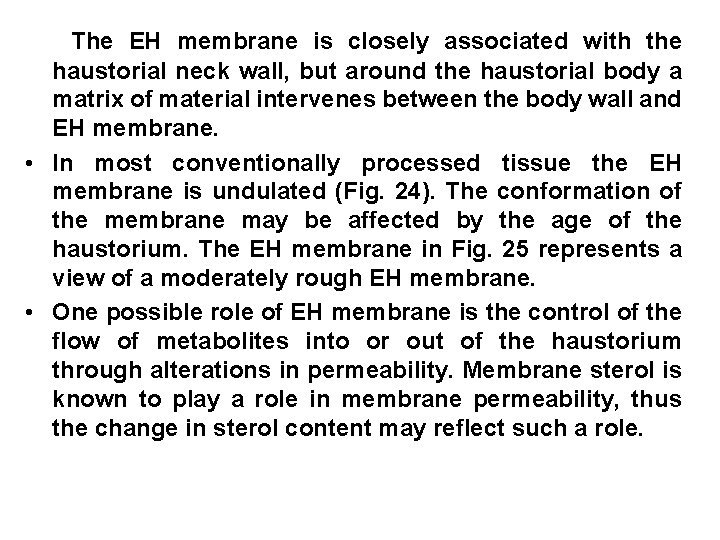 The EH membrane is closely associated with the haustorial neck wall, but around the