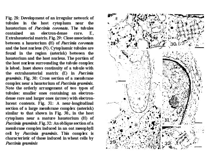 Fig. 28: Development of an irregular network of tubules in the host cytoplasm near