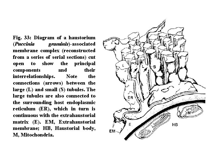 Fig. 33: Diagram of a haustorium (Puccinia graminis)-associated membrane complex (reconstructed from a series