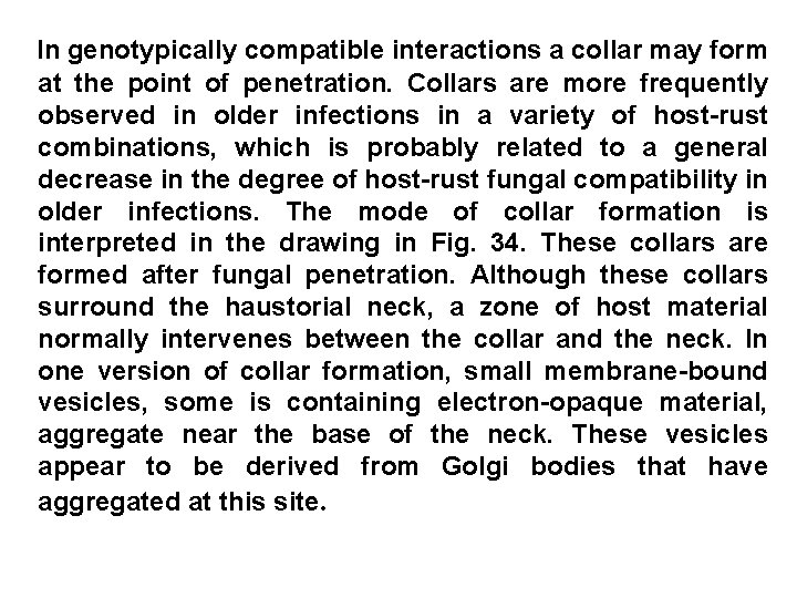 In genotypically compatible interactions a collar may form at the point of penetration. Collars