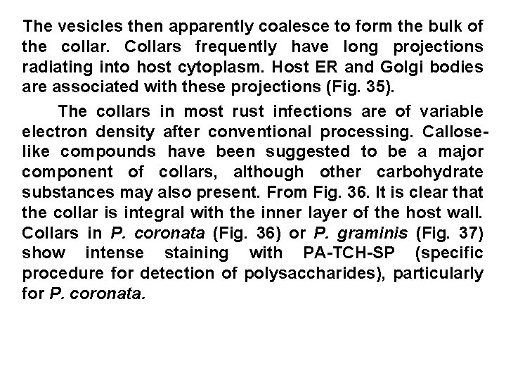 The vesicles then apparently coalesce to form the bulk of the collar. Collars frequently