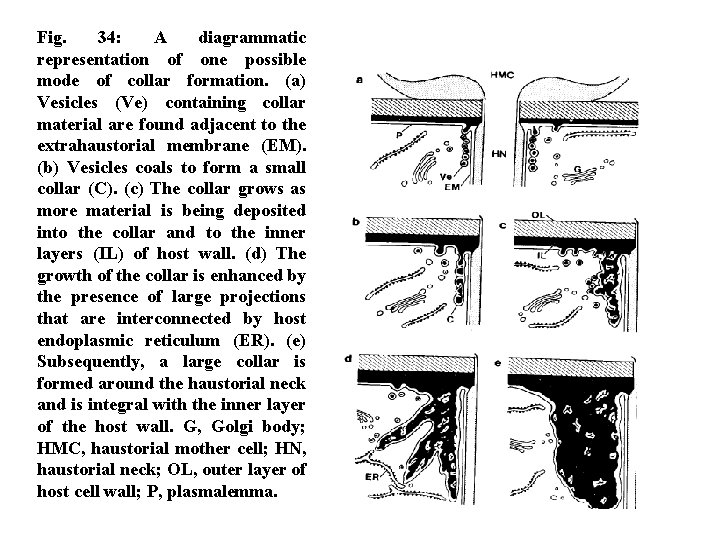Fig. 34: A diagrammatic representation of one possible mode of collar formation. (a) Vesicles
