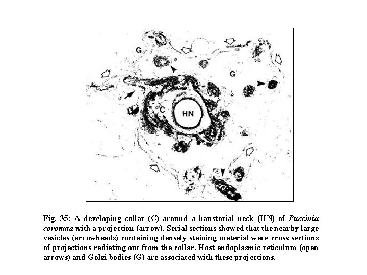 Fig. 35: A developing collar (C) around a haustorial neck (HN) of Puccinia coronata