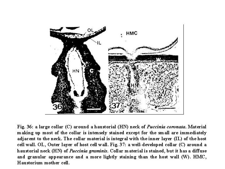 Fig. 36: a large collar (C) around a haustorial (HN) neck of Puccinia coronata.