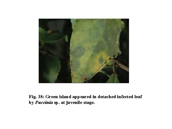 Fig. 38: Green island appeared in detached infected leaf by Puccinia sp. at juvenile